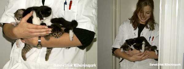 kittens worden op de armen gedragen door onze assistente marloes